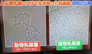 ヨーグルトとキムチの乳酸菌比較
